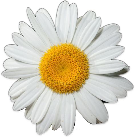 clip art of a daisy